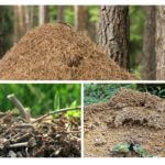Fourmis