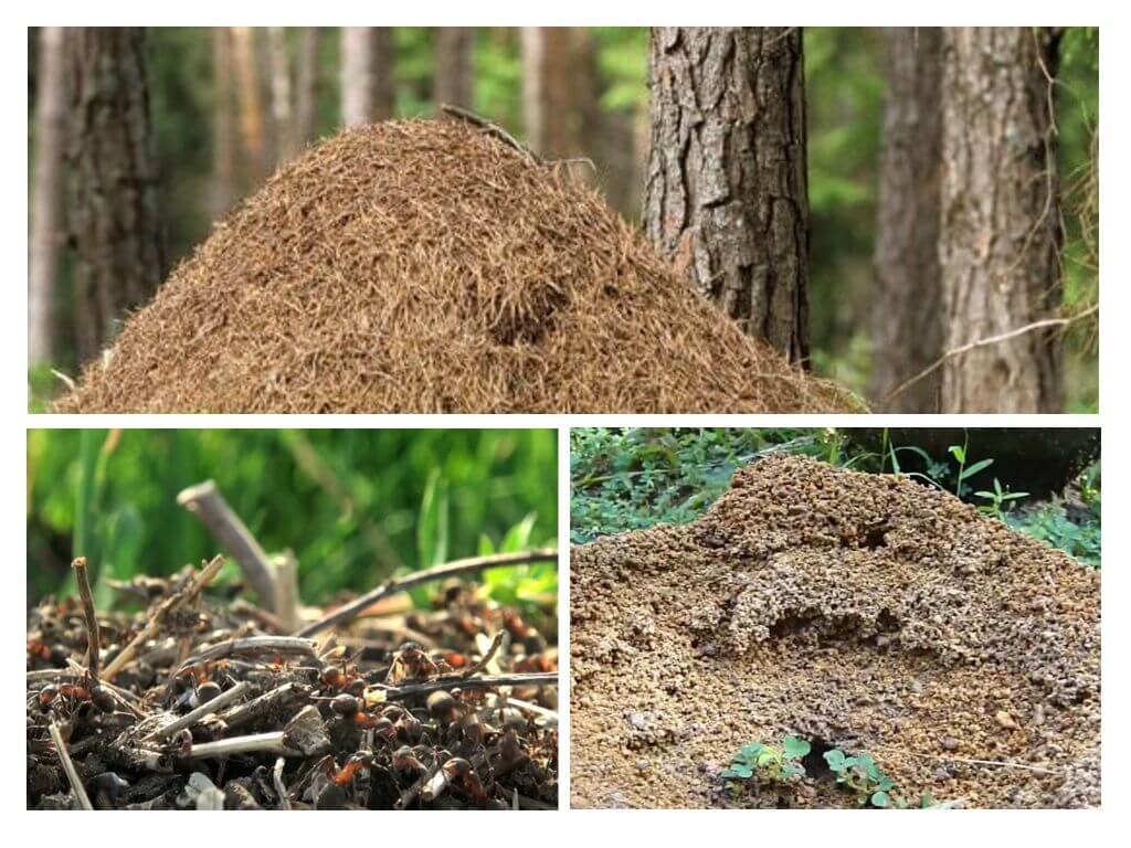 Fourmis