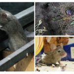 Vie de la souris