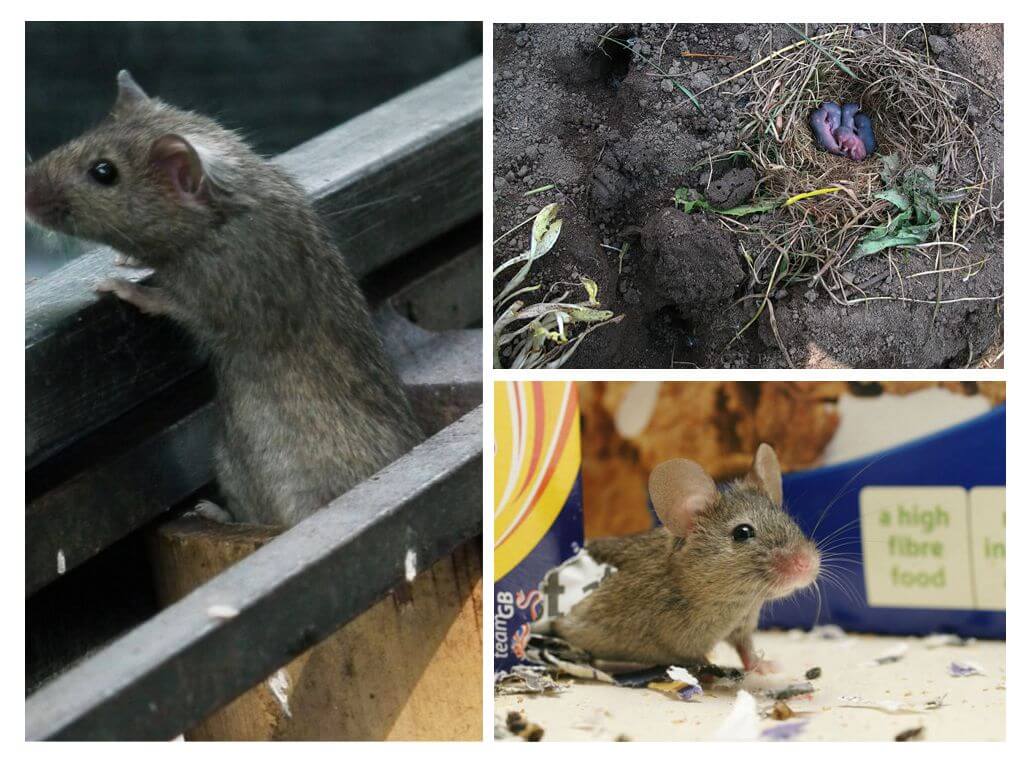 Vie de la souris