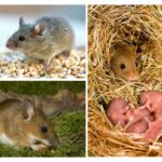 Mode de vie de la souris
