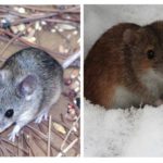 La vie de la souris
