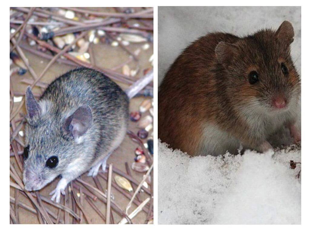 La vie de la souris