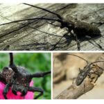Habitat des insectes