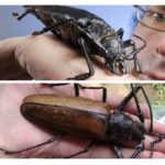 Le plus gros coléoptère
