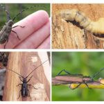 Caractéristiques des coléoptères