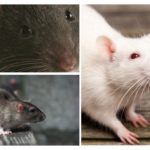 Vision de rat