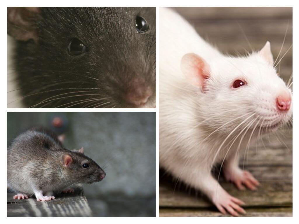 Vision de rat