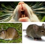 Dents de souris