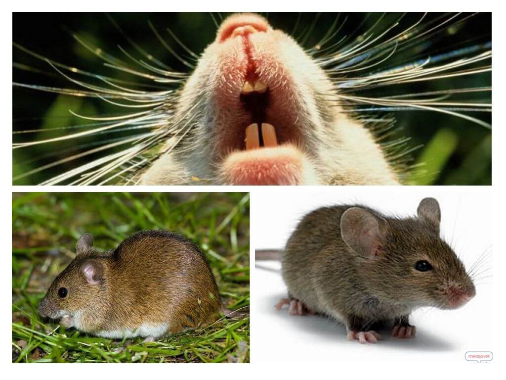 Dents de souris