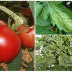 Pucerons sur les tomates