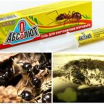 Absolut des fourmis