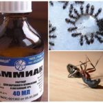 Ammoniac de fourmis