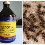 Goudron de bouleau de fourmis