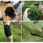 Application de goudron de bouleau