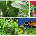 Méthodes biologiques à partir de pucerons