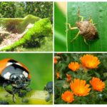 Méthodes biologiques de lutte contre les pucerons