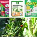 Produits biologiques pour les pucerons
