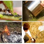 Lutte contre les fourmis
