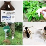 L'utilisation d'ammoniac dans le jardin