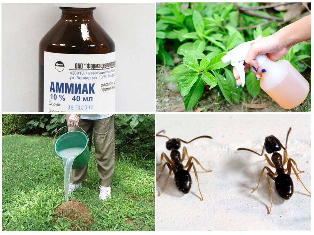 L'utilisation d'ammoniac dans le jardin