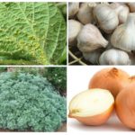 Moyens de lutter contre les pucerons