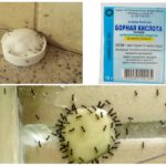 Acide borique de fourmis