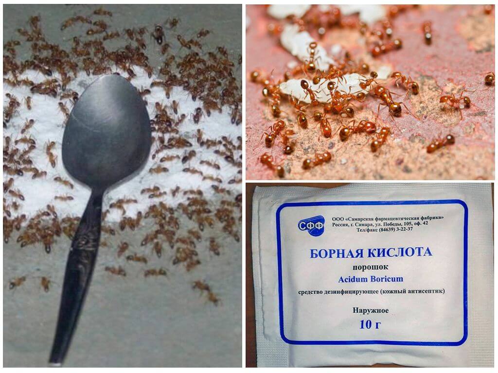 Acide borique de fourmis