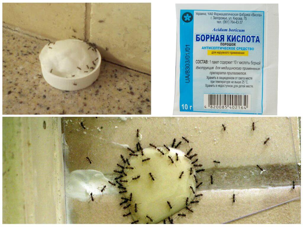 Acide borique de fourmis