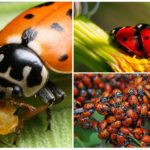 Coccinelle californienne