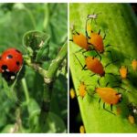 Coccinelle et Puceron