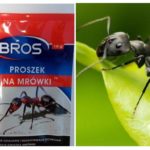 Signifie jeter les fourmis