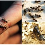 Habitat de fourmis