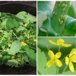 Celandine vs puceron