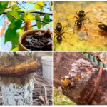 Goudron de bouleau dans le jardin des fourmis
