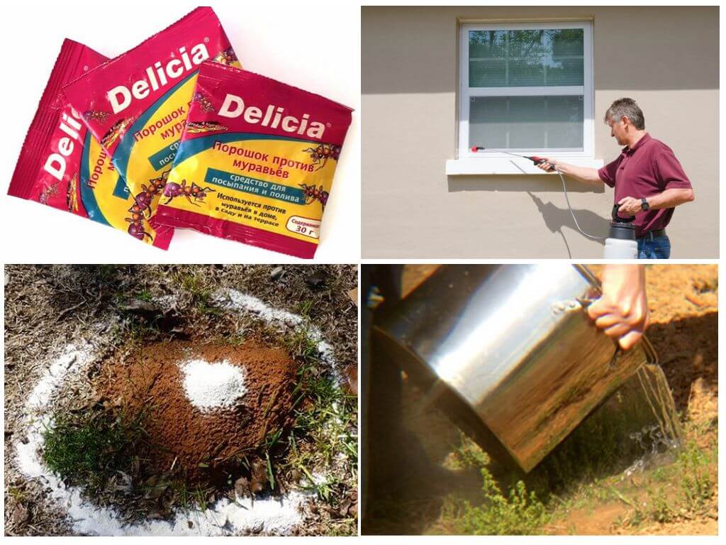 Applications de la poudre Delicia