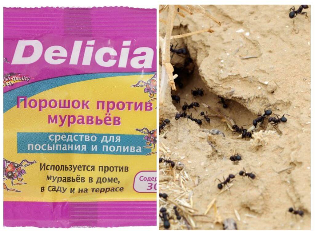 Fourmis Delicia Poudre