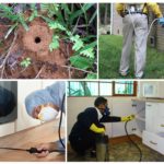 Lutte antiparasitaire professionnelle