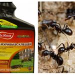 Dr. Klaus des fourmis et des tiques