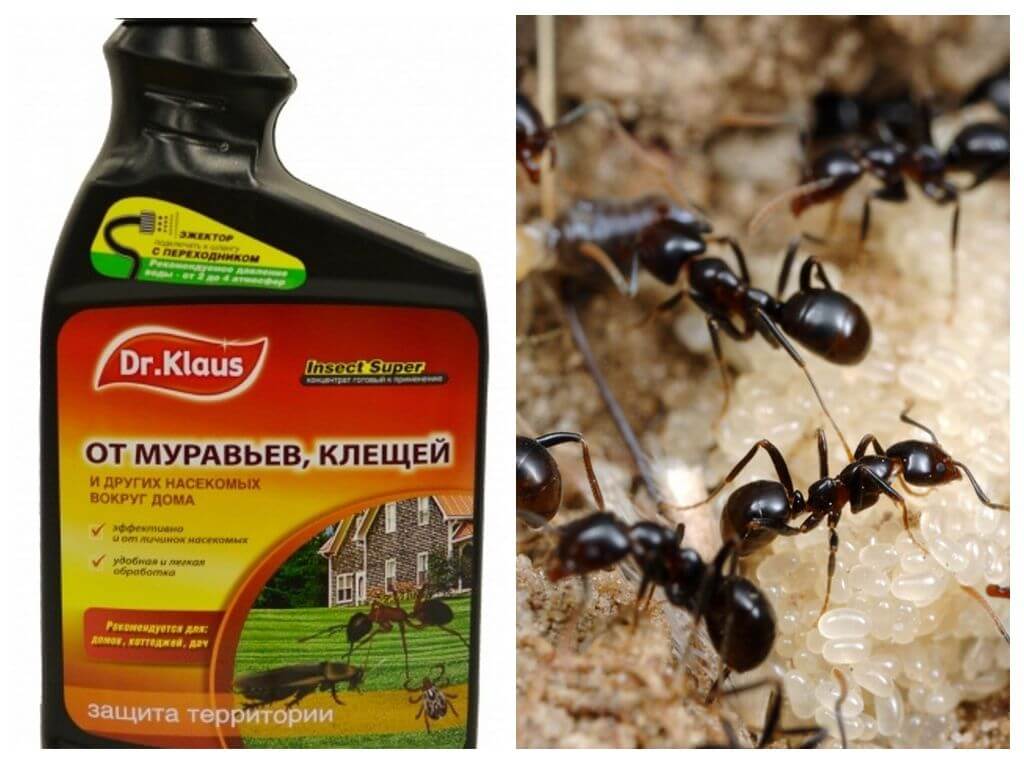 Dr. Klaus des fourmis et des tiques