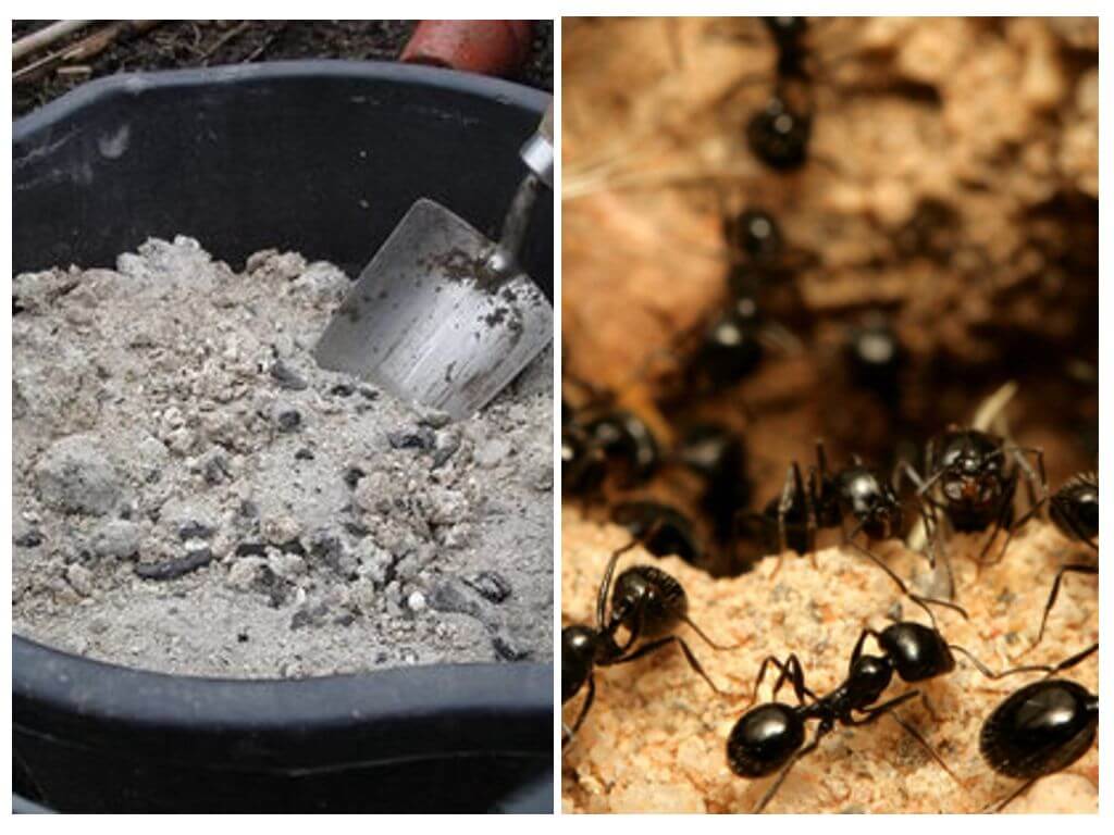 Cendres contre fourmis