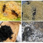 Recettes folkloriques de fourmis