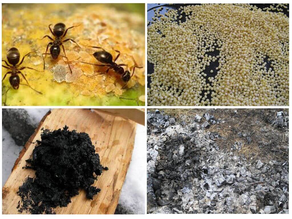 Recettes folkloriques de fourmis
