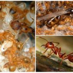 Fourmis pharaon