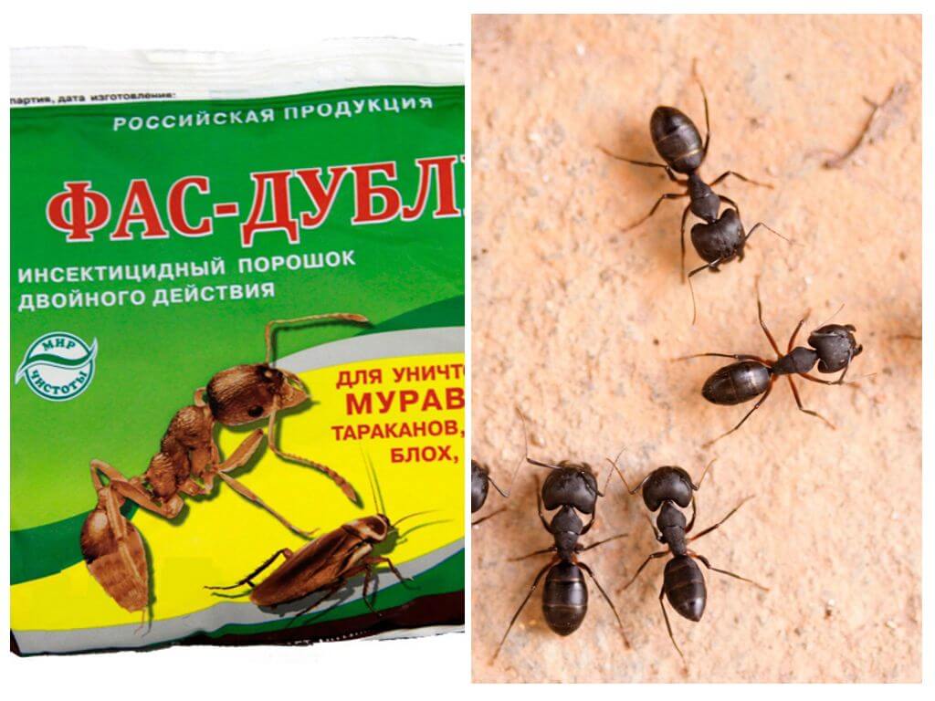 Signifie Fas-Double contre les fourmis