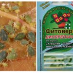 Phytoverme de pucerons