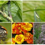 Méthodes biologiques de lutte