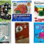 Produits chimiques pour lutter contre les pucerons