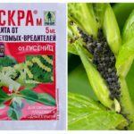 Spark M pour le contrôle des insectes