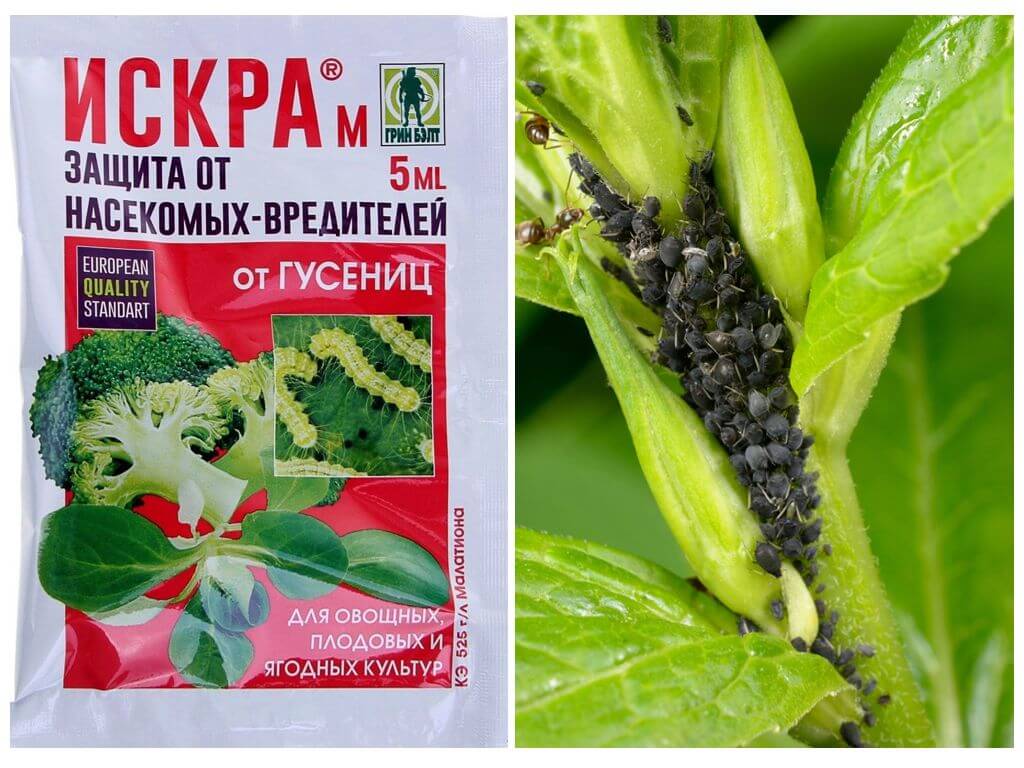 Spark M pour le contrôle des insectes